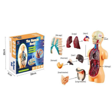 Ігровий набір “Анатомія людини“ TXMR 025 (32) 10 муляжів внутрішніх органів, посібник із назвами та функціями, підставка, в коробці