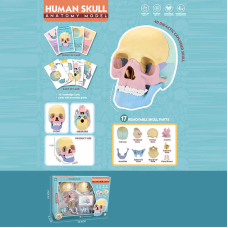 Ігровий набір “Анатомія людини“ W 618 (36/2) розмір: 8,5х14,5х11 см, 10 карток, 17 елементів, в коробці