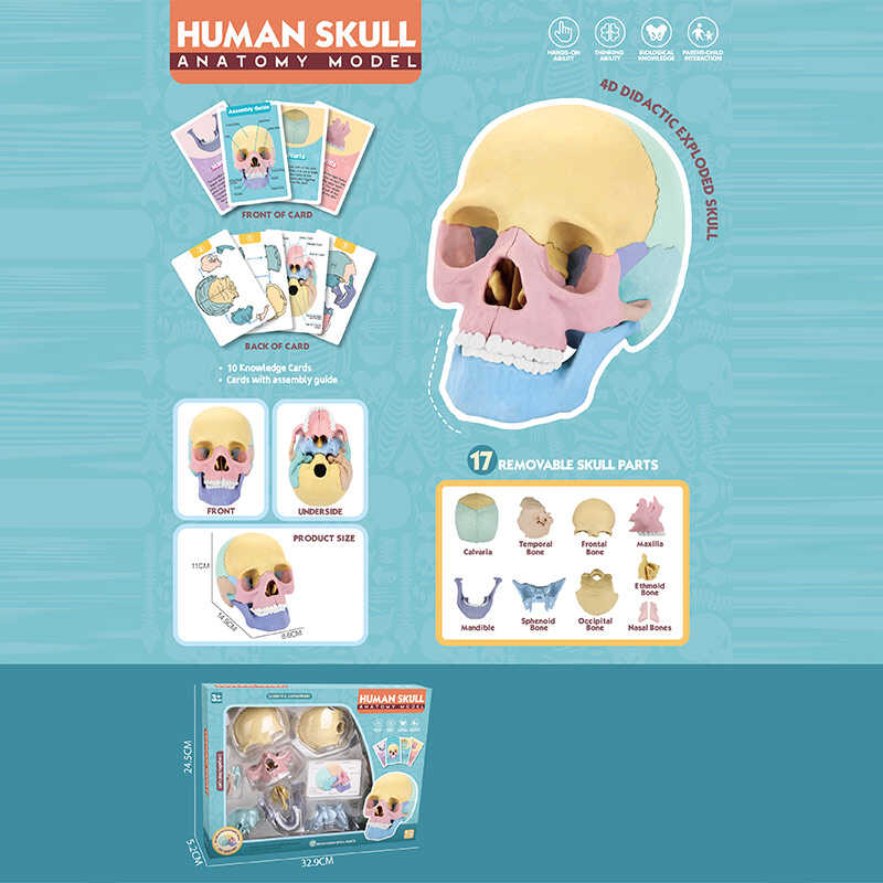 Ігровий набір “Анатомія людини“ W 618 (36/2) розмір: 8,5х14,5х11 см, 10 карток, 17 елементів, в коробці Ігровий набір “Анатомія людини“ W 618 (36/2) розмір: 8,5х14,5х11 см, 10 карток, 17 елементів, в коробці