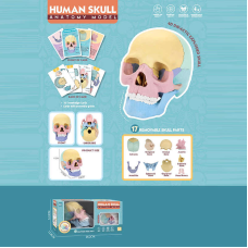 Ігровий набір “Анатомія людини“ W 619 (36) розмір: 8,5х14,5х11 см, 10 карток, 17 елементів, в коробці