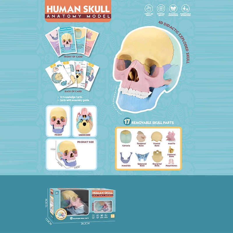 Ігровий набір “Анатомія людини“ W 619 (36) розмір: 8,5х14,5х11 см, 10 карток, 17 елементів, в коробці