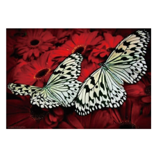 Алмазна мозаїка JS 20466 (50) “TK Group“, “Метелики“, 30х20 в коробці