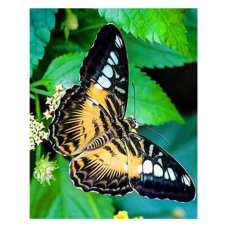 Алмазна мозаїка JS 24637 (50) “TK Group“, “Метелики“, 30х20 в коробці