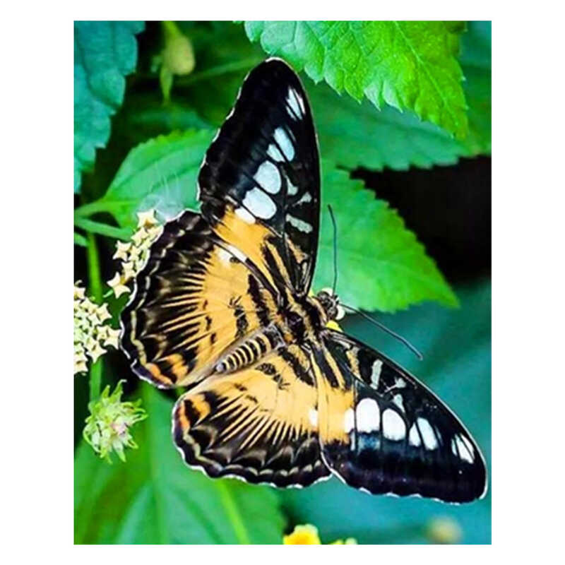 Алмазна мозаїка JS 24637 (50) “TK Group“, “Метелики“, 30х20 в коробці