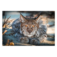 Алмазна мозаїка JS 25386 (50) “TK Group“, “Тварини“, 30х20 в коробці