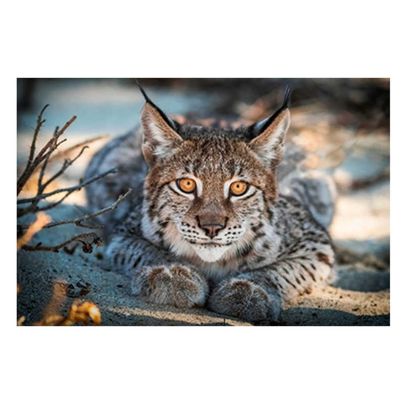 Алмазна мозаїка JS 25386 (50) “TK Group“, “Тварини“, 30х20 в коробці