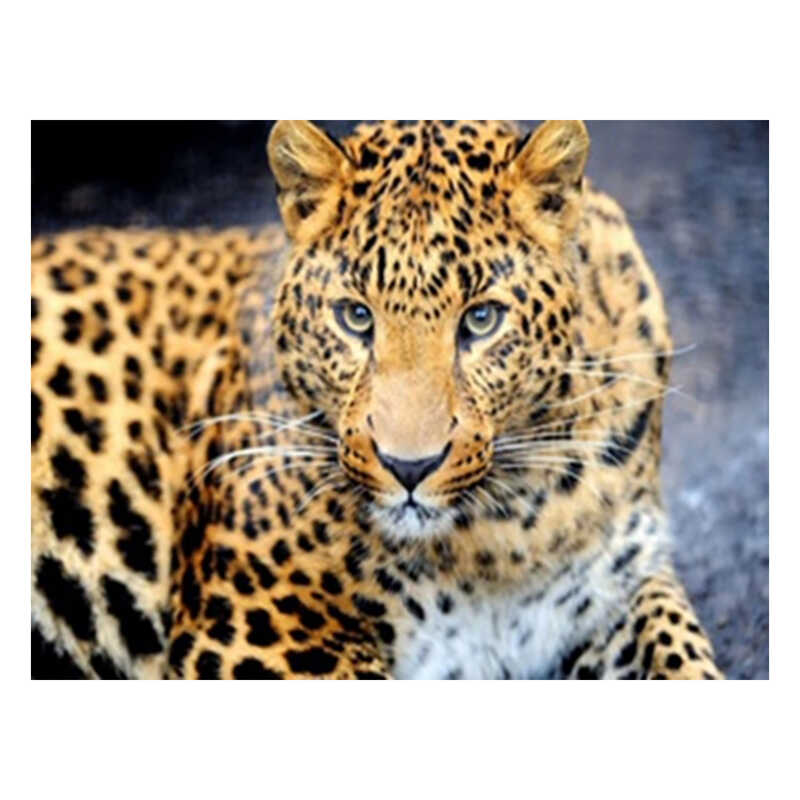 Алмазна мозаїка JS 25464 (50) “TK Group“, “Тварини“, 30х20 в коробці